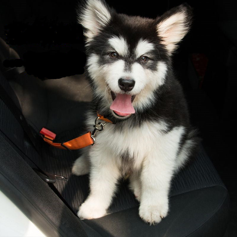 Dog Car Seatbelt Tether