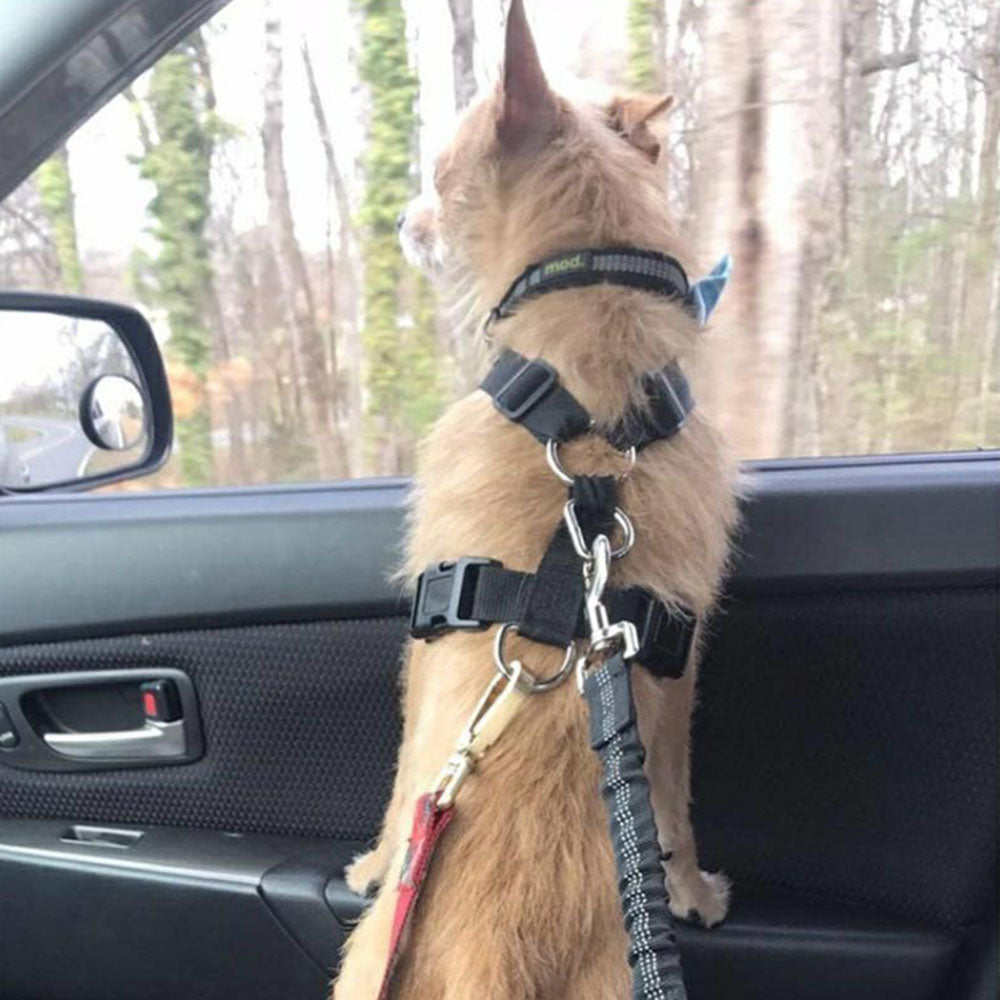 Dog Car Seatbelt Tether